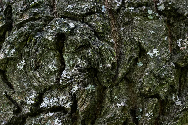 Karanlık Çatlamış Desenleri Olan Bir Ağacın Kabuğunun Pürüzsüz Yüzeyi Değil — Stok fotoğraf