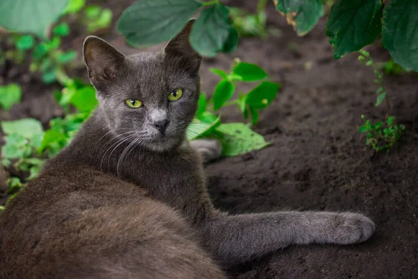 可愛くてホームレスの動物の日陰の密接な概念に嘘をついている灰色の猫の肖像画 — ストック写真