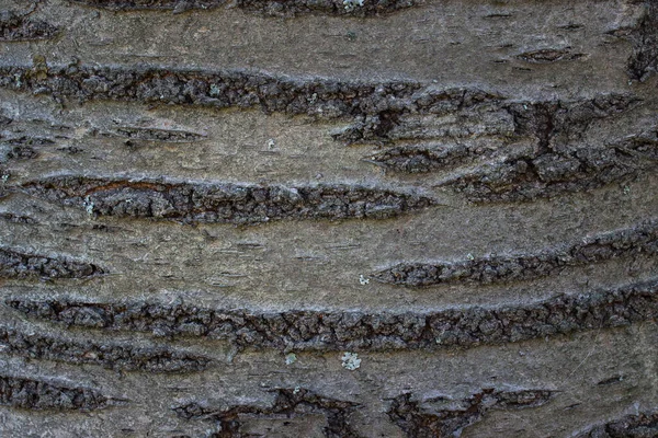 Struttura Del Tronco Albero Con Motivi Orizzontali Corteccia Grigia Primo — Foto Stock