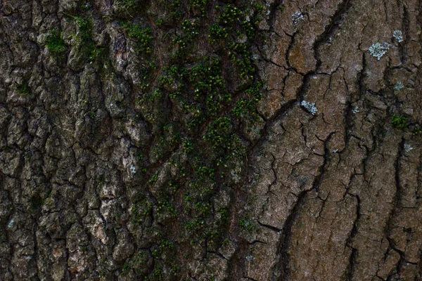 Zelený Mech Kmeni Stromu Okouzlující Zelený Proužek Lesní Rostlině Tapety — Stock fotografie