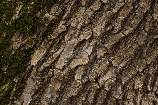 Textura Stromové Kůry Tmavě Zeleným Mechem Okrajem Pozadí Pro Design — Stock fotografie