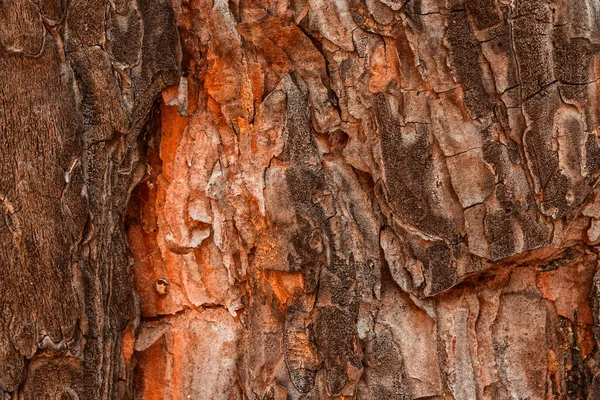 Bir Çam Ağacının Parlak Masal Dokusu Tasarım Için Çok Renkli — Stok fotoğraf