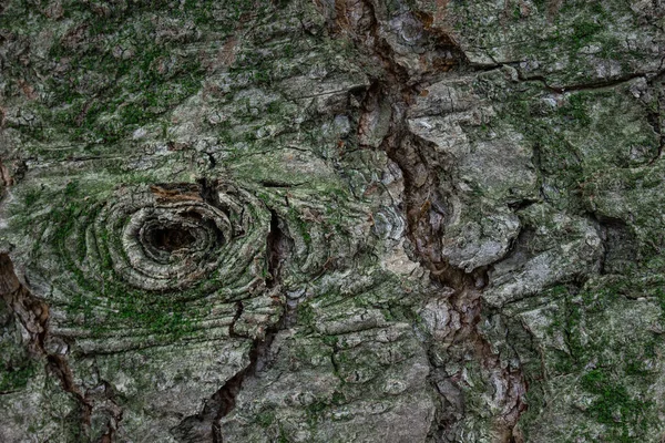 Textura Mística Uma Árvore Cinza Coberta Com Musgo Verde Belos — Fotografia de Stock