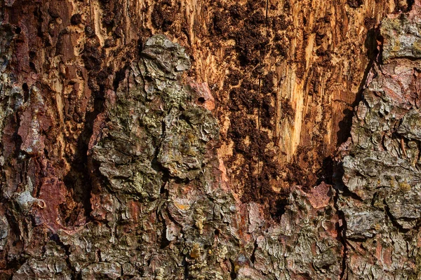 Textur Der Kiefer Mit Teilweise Geschälter Rinde Nahaufnahme Baumaterial Natürlicher — Stockfoto