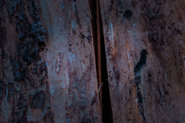Темна Текстура Соснової Деревини Таємничою Тріщиною Навколо Кори Обрізаним Природним — стокове фото