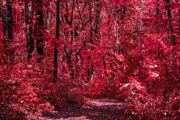 Mystický Červený Podzimní Les Vysokými Stromy Pojetím Stezky Přírody Životního — Stock fotografie
