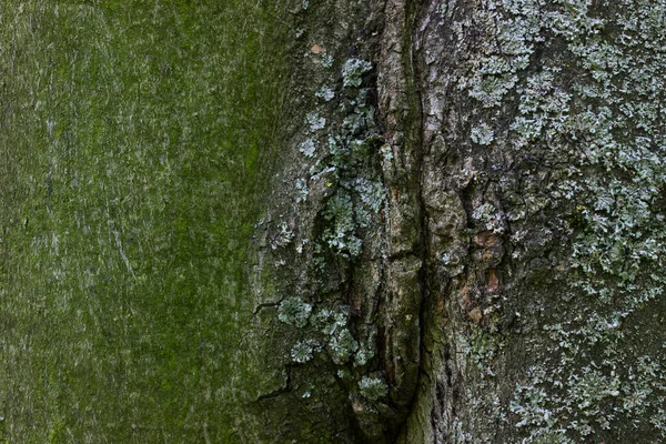 Stromová Kůra Částečně Pokrytá Zeleným Mechem Světlé Textury Není Hladký — Stock fotografie