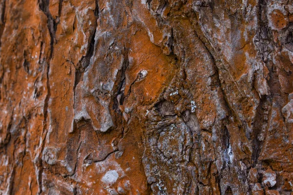 Fantasia Textura Madeira Close Com Bordas Borradas Conceito Vida Selvagem — Fotografia de Stock