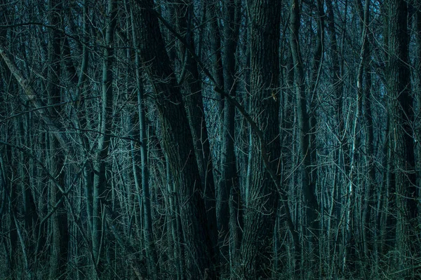 Árboles Oscuros Que Crecen Densamente Bosque Nocturno Fondo Misterioso Alto —  Fotos de Stock