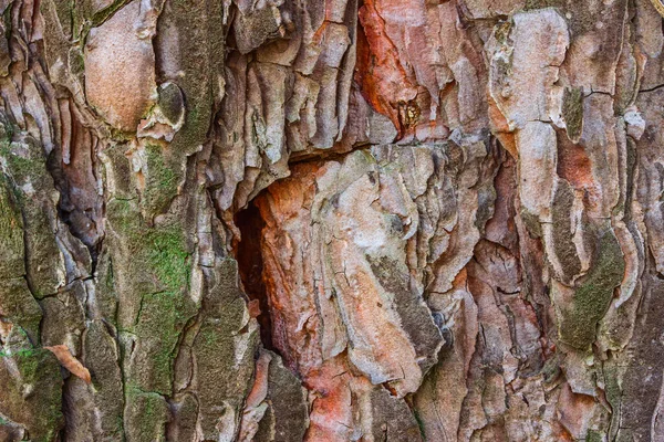 Jasne Bajki Powierzchni Tekstury Sosny Wielokolorowe Piękne Naturalne Tło Dla — Zdjęcie stockowe