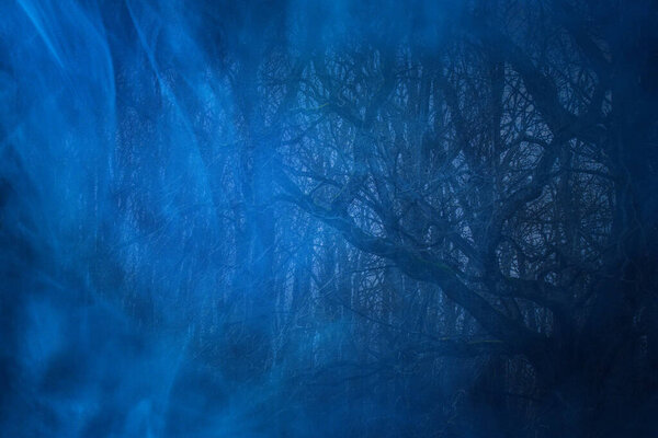 Mysterious branches of a big tree all around is covered with blue fog wildlife and halloween concept