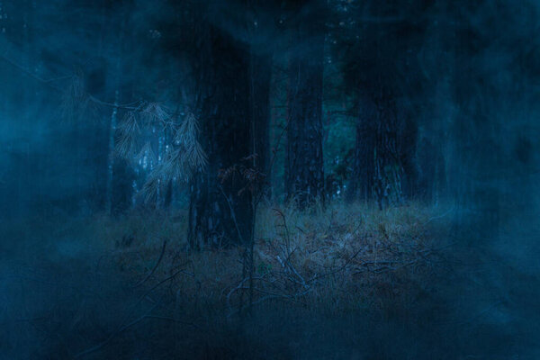 Blue mystical haze in a coniferous forest a mysterious atmosphere and no one around the concept of nature and Halloween