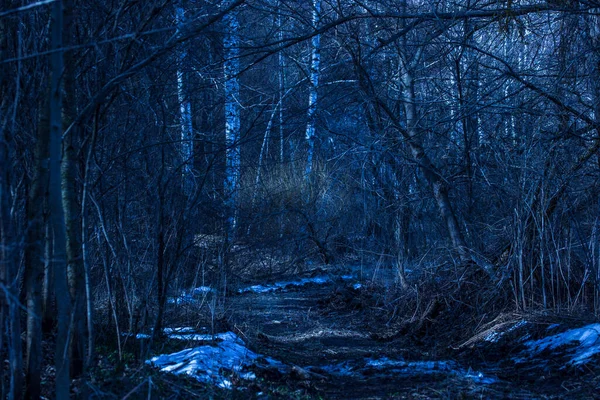 Sentiero Conduce Attraverso Una Spettacolare Foresta Notturna Con Vari Alberi — Foto Stock