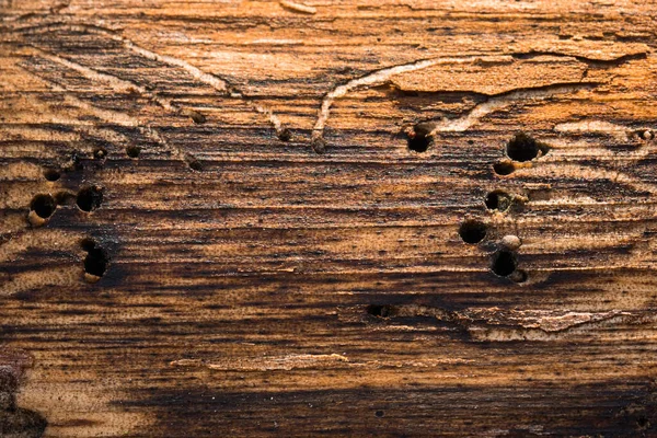 Textura Madeira Pinho Natural Queimada Com Buracos Escuros Close Fundo — Fotografia de Stock