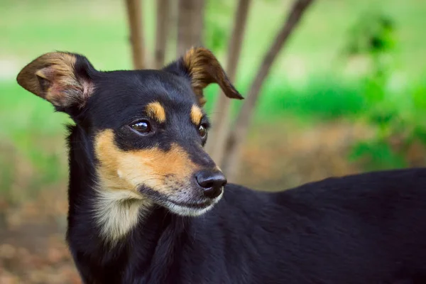 Portret Van Een Donkere Hond Met Een Veelkleurig Gezicht Profiel — Stockfoto