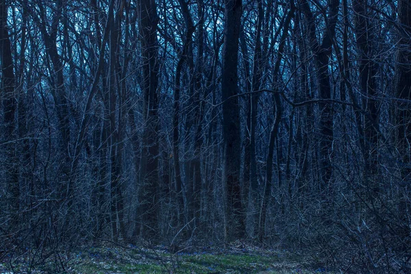 Nachtwald Mit Kahlen Bäumen Lichtung Mit Blauen Blumen Sauber Und — Stockfoto