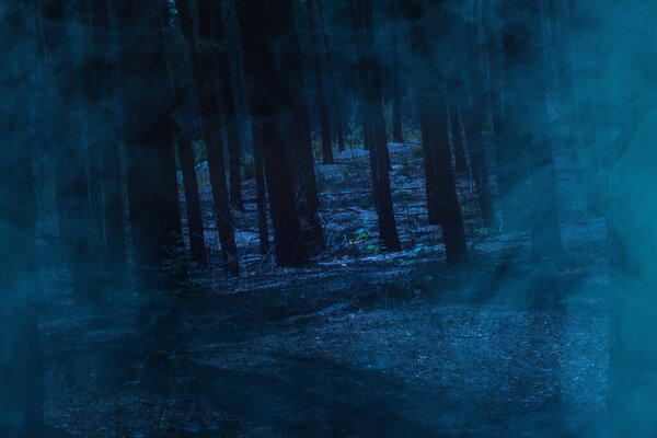 Blue fog at night in the forest no one around scary and bewitching world of wildlife concept wilderness
