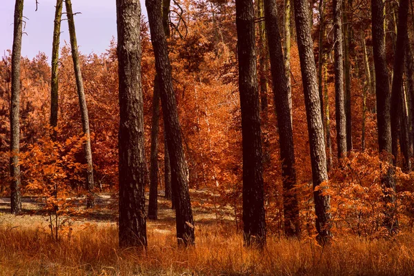 Zlatý Podzim Les Jasně Oranžové Rostliny Magie Volně Žijících Živočichů — Stock fotografie