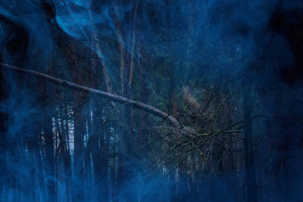 Natural background tall pine trees covered with blue ghostly mist nature and halloween concept