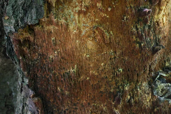 Φωτεινό Δάσος Κορμό Δέντρο Ξύλο Αποφλοιωμένες Φλοιό Γοητευτικό Φυσικό Μοτίβο — Φωτογραφία Αρχείου