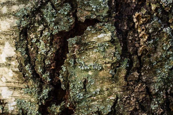 Texture Fantastique Tronc Arbre Forestier Gros Plan Mystérieuse Fissure Sombre — Photo