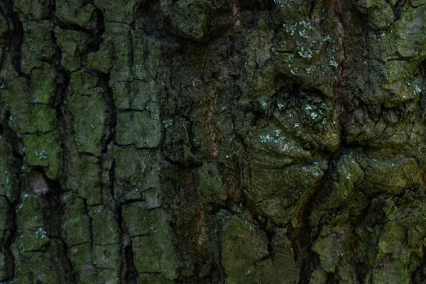 Orman Ağacı Gövdesinin Gizemli Dokusu Doğal Desenleri Büyülüyor Karanlık Çatlaklar — Stok fotoğraf