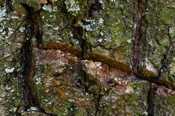 Velho Tronco Árvore Floresta Close Padrões Naturais Brilhantes Mundo Vida — Fotografia de Stock