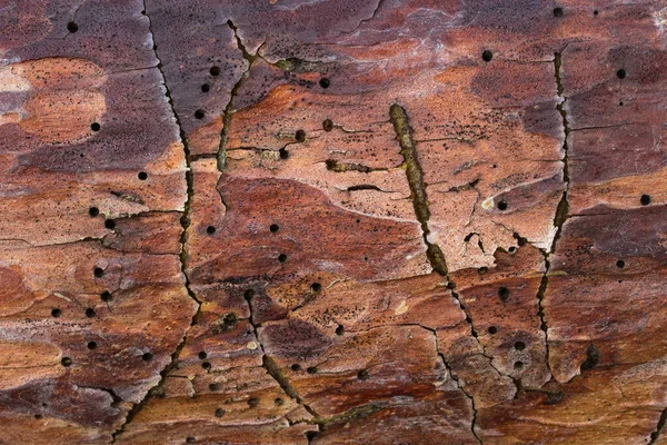 Textura Brillante Pino Corteza Marrón Primer Plano Con Agujeros Oscuros — Foto de Stock