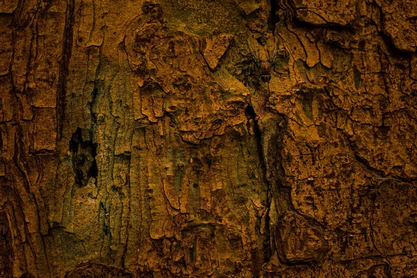 Textura Corteza Marrón Oscuro Árbol Con Una Mosca Sentada Primer —  Fotos de Stock