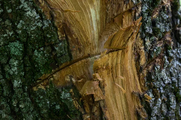 Forêt Bois Gros Morceaux Minces Rayures Bord Brouillé Faune Concept — Photo