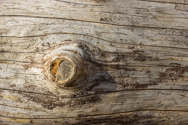 Bright Texture Old Forest Log Bark Thin Dark Cracks Knot — Stock Photo, Image