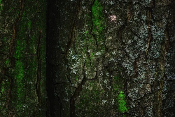 Arrière Plan Mystique Forêt Écorce Arbre Fissurée Recouverte Mousse Vert — Photo