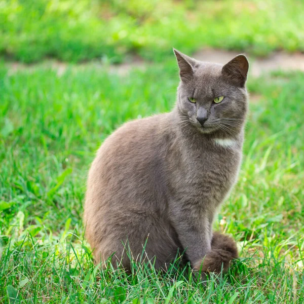 Yeşil Çimlerin Üzerinde Oturan Gri Kedinin Yünü Sevimli Evcil Hayvanların — Stok fotoğraf