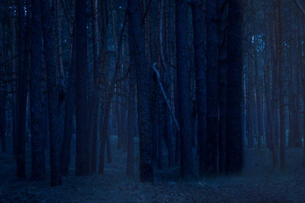 Gęsto Rosnące Wysokie Sosny Nocnym Lesie Którymi Tajemnicza Mgła Światła — Zdjęcie stockowe