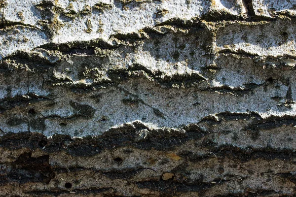 Textur Ljus Träd Bark Närbild Inte Slät Yta Naturlig Bakgrund — Stockfoto