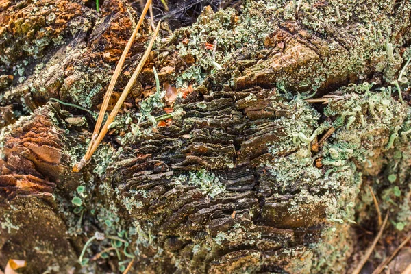 Superfície Padrões Naturais Surpreendentes Toco Pinho Com Textura Close Musgo — Fotografia de Stock