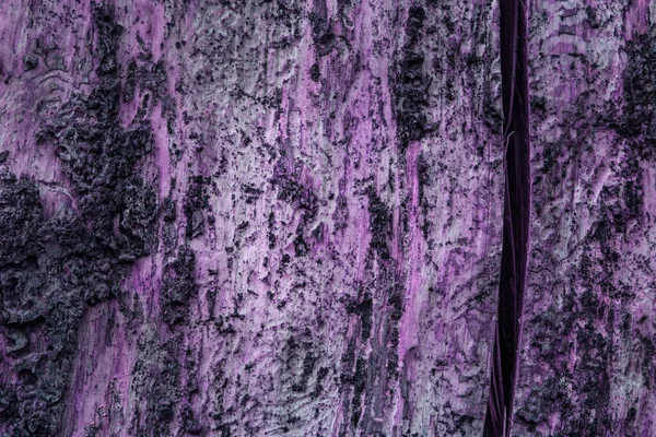 Fantasztikus Lila Fenyő Textúra Széles Függőleges Repedés Közelkép Természetes Háttér — Stock Fotó