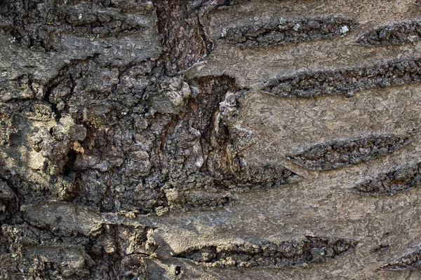 Φωτεινή Υφή Του Φλοιού Του Δέντρου Φωτίζεται Από Φως Του — Φωτογραφία Αρχείου