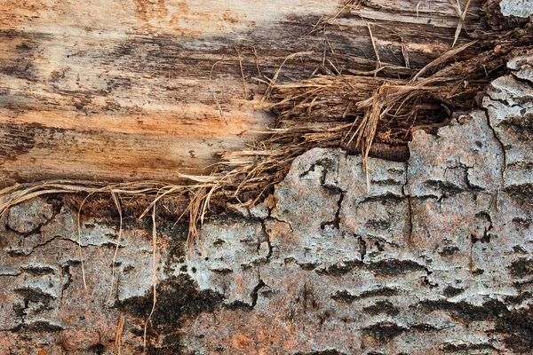 Helle Holzstruktur Mit Teilweise Geschälter Rinde Waldhintergrund Für Design — Stockfoto