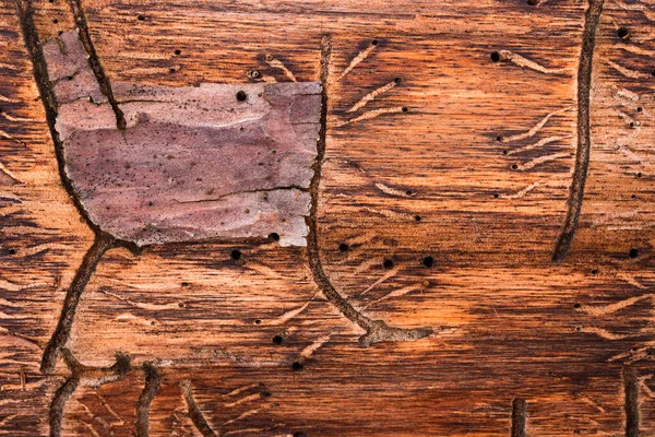 松の木の表面に虫が残した神秘的なパターンデザインのための自然な背景の皮をむいた樹皮のクローズアップ — ストック写真