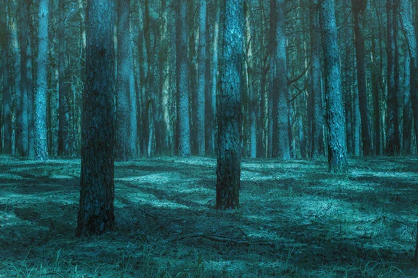 Bosque Nocturno Terrible Misterioso Con Pinos Altos Nadie Alrededor Desierto — Foto de Stock
