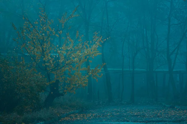 Misterioso Albero Paesaggistico Della Città Con Foglie Arancioni Luminose Parzialmente — Foto Stock