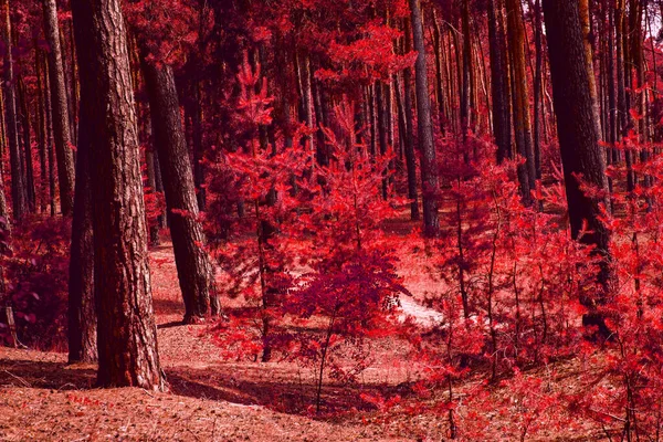 Autumn Painted Red Colors Fantastic Coniferous Forest Brightly Beautiful One — Stock Photo, Image