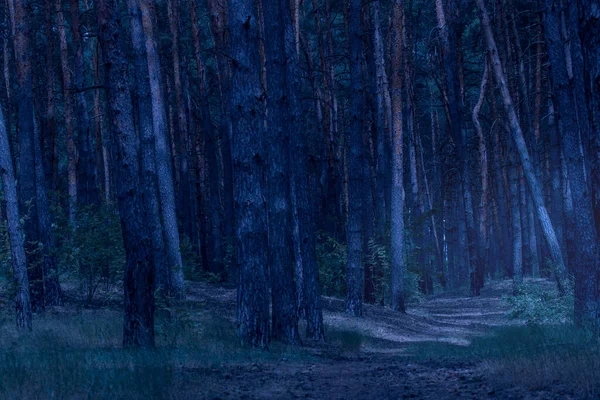 Path Leads Highlighting Part Evening Forest Mysterious Glow One Scary — Stock Photo, Image