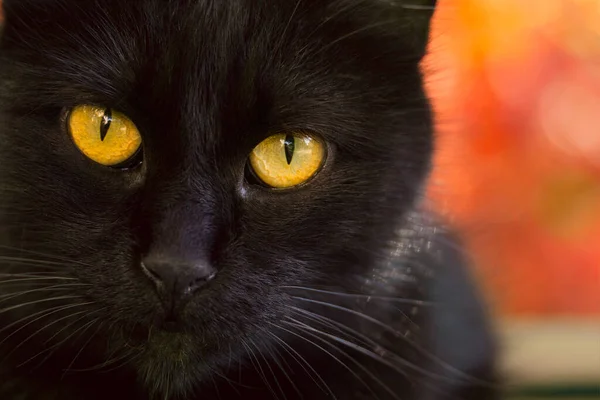 Retrato Gato Preto Com Conceito Olhos Laranja Brilhante Outono Animais — Fotografia de Stock