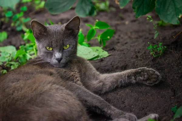 かわいいとホームレスの動物の日陰の概念に横たわって休んで明るい目を持つ灰色の猫 — ストック写真