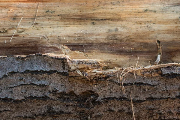 Jasná Dřevěná Textura Napůl Oloupanou Kůrou Zblízka Jasně Osvětlená Slunečním — Stock fotografie