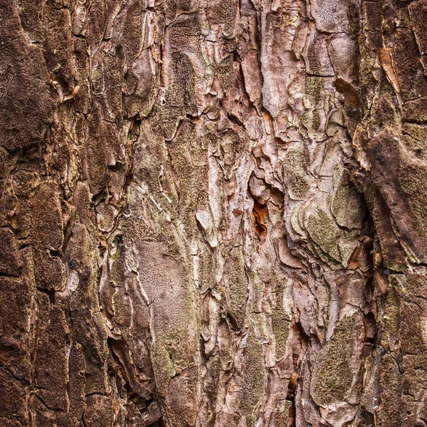 Textura Encantadora Árbol Coníferas Primer Plano Fondo Natural Para Diseño —  Fotos de Stock