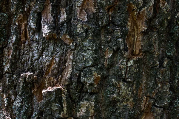 森林树干的纹理特写奇幻图案裂开树皮闪烁着阳光墙纸设计理念野生动物 — 图库照片
