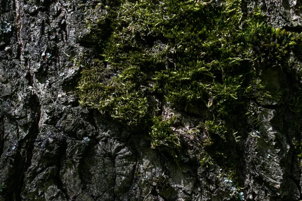 Misteriosa Textura Del Tronco Viejo Árbol Forestal Parcialmente Cubierto Con — Foto de Stock